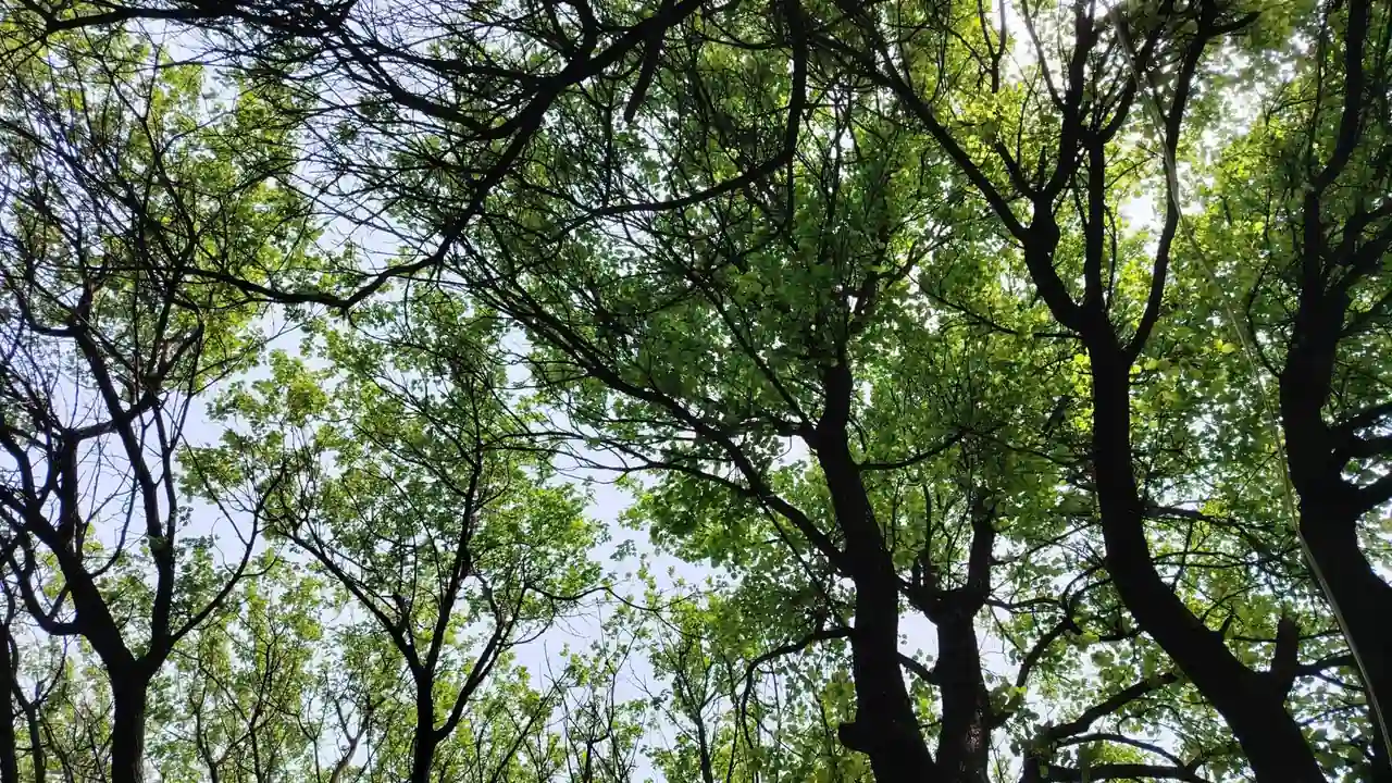 做i爱直播魅影核心功能解析与使用注意事项